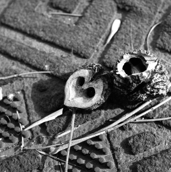 Day 127: Exposed Heart