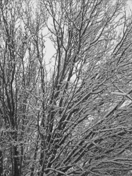 Icy Trees 2