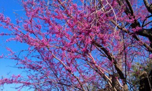 Redbuds 1