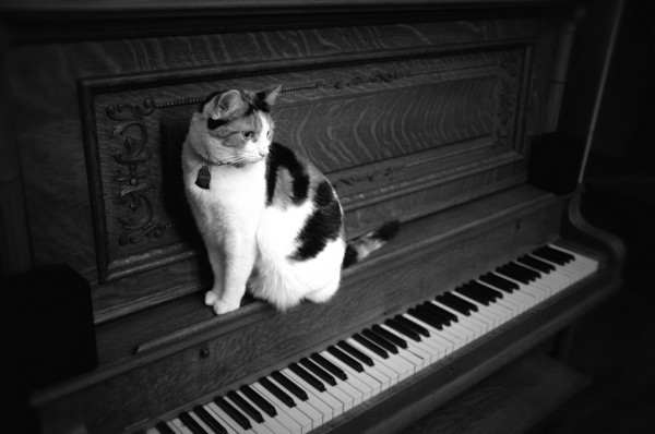 Day 132: Cat on a Piano
