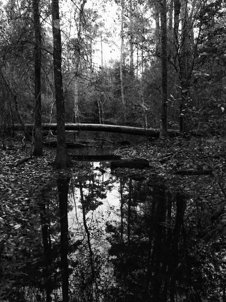B&W picture of swampy woods.