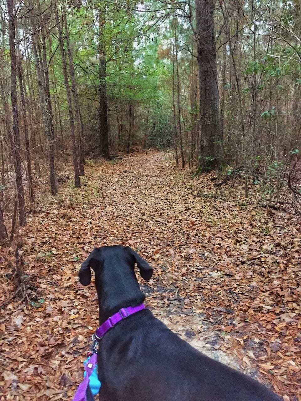 Color photo of a great dane looking nervously down a trail.