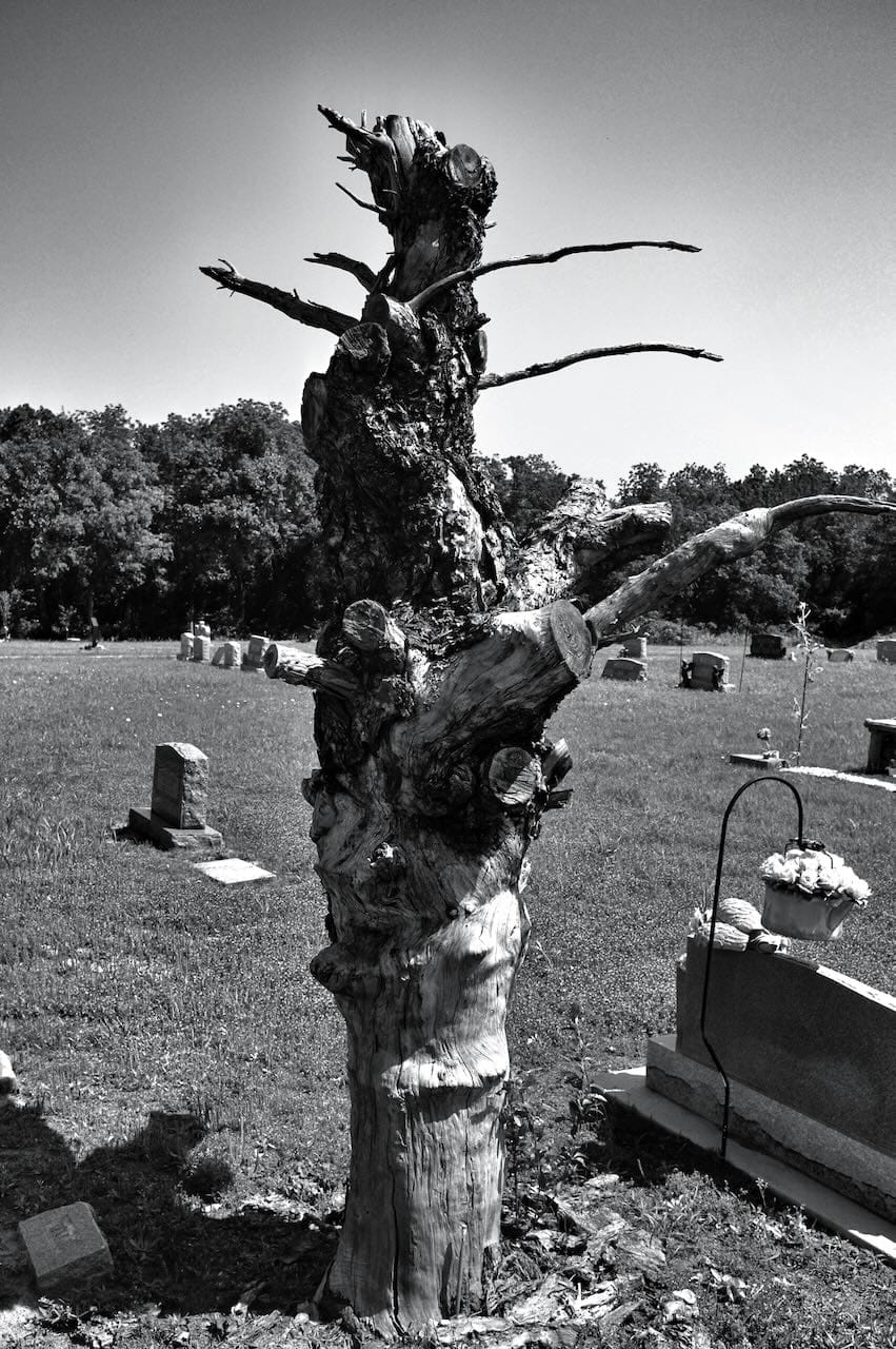 B&W photo of knotty tree.