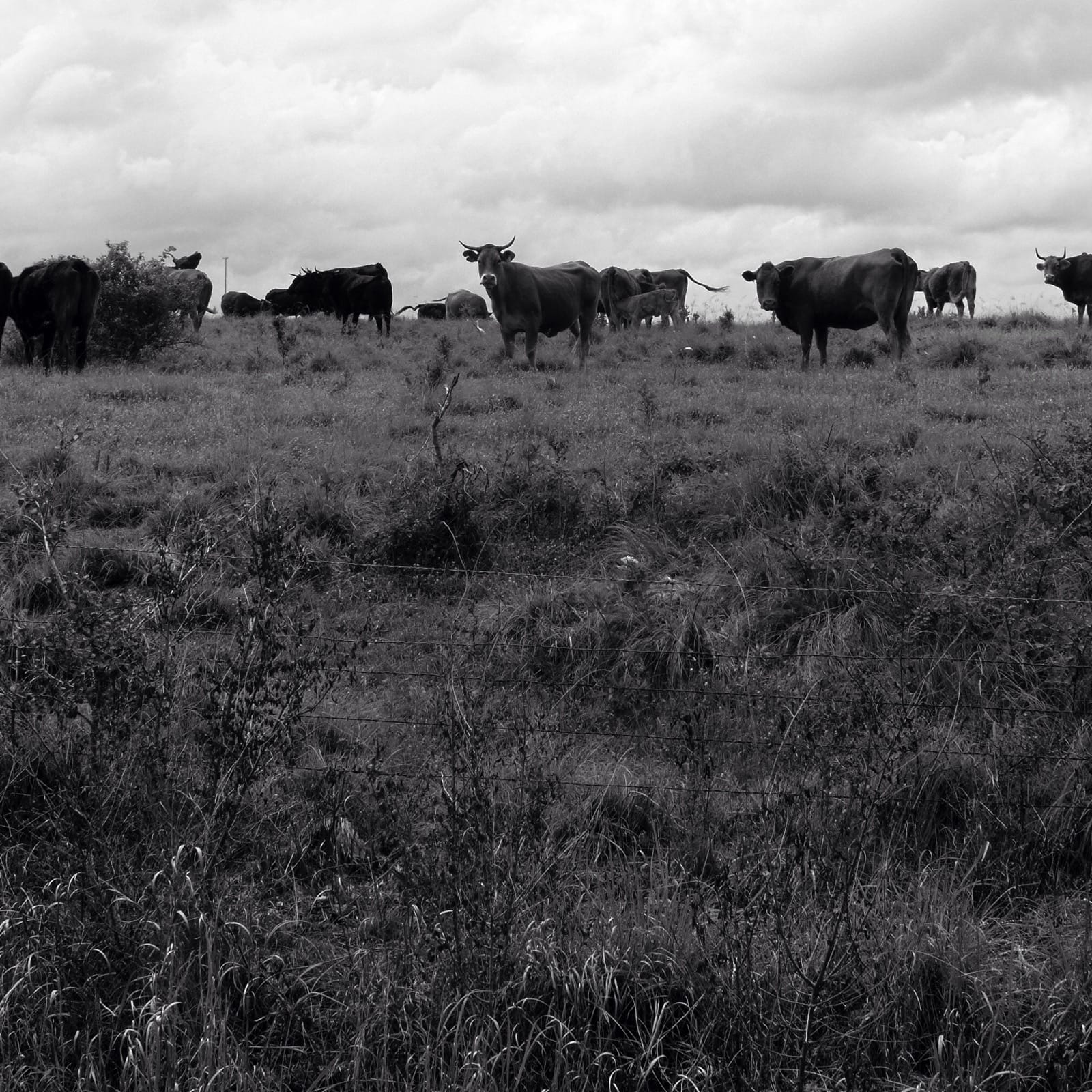 B&W photo of cows.